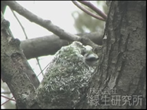 エナガの巣づくり