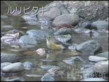 小鳥たちの水浴び