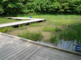 トンボの湿地